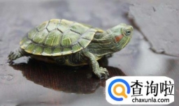 怎样预防治疗乌龟腐皮腐甲病症