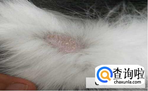 幼猫猫藓怎么办