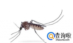 夏天驱蚊的好方法