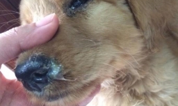 狗狗常见的严重疾病有哪些？怎么办？