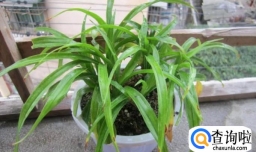 观音豆腐怎么做,做豆腐的方法和技术