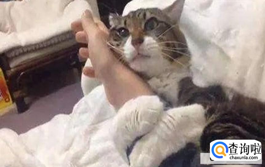 如何判断猫咪喜欢你?