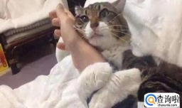 如何判断猫咪喜欢你？