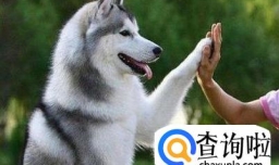 狗狗喜欢主人的表现有哪些