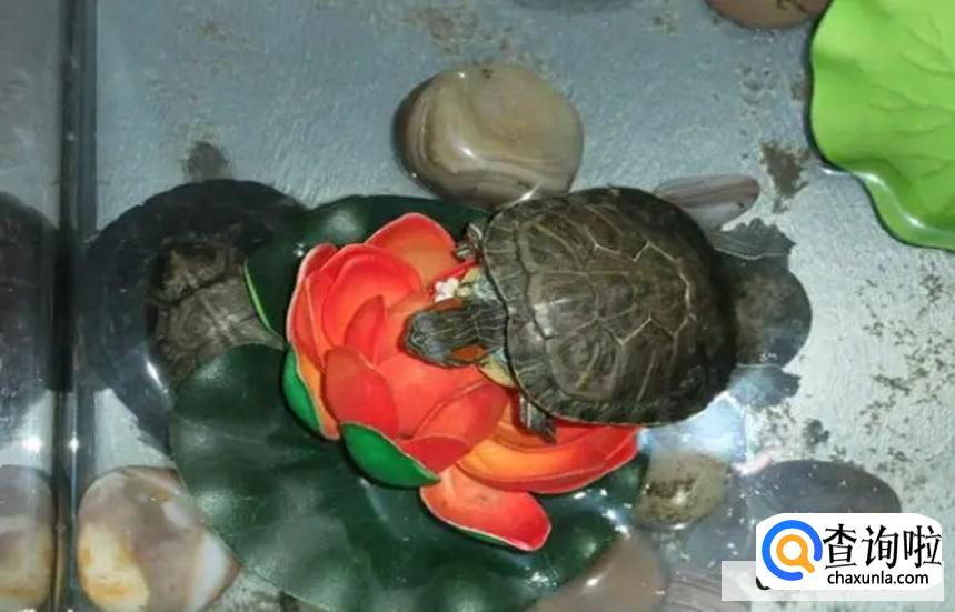 乌龟冬眠需要吃东西吗