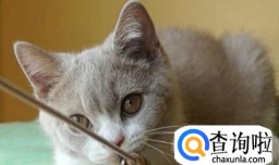 如何让猫咪主动亲近你