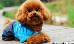 给狗狗取名字的方式