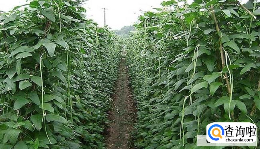 豇豆的种植时间和种植方法是怎么样的