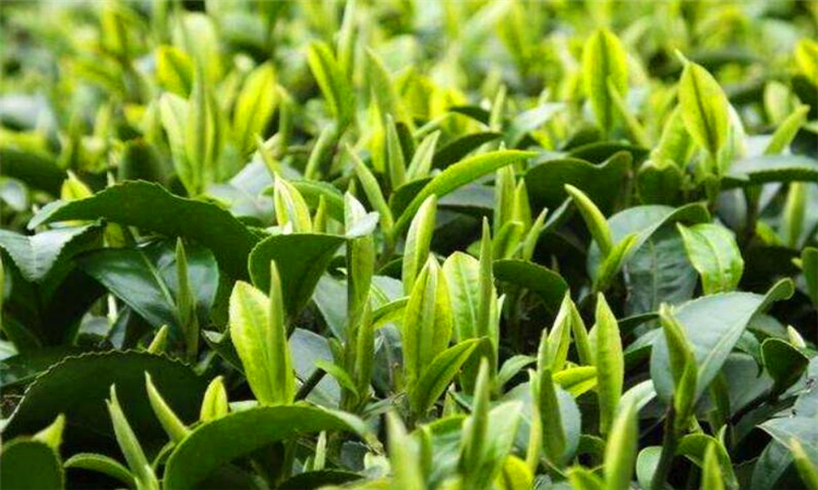 绿茶是什么意思