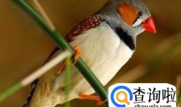 黄雀的饲养方法