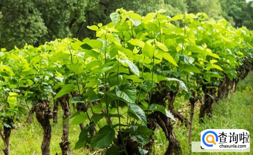 家里有桑树该如何处理