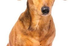 嗅觉最灵敏的狗有哪些