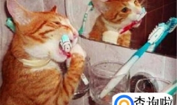 怎样为猫咪刷牙？