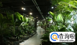 1米5以上室内、办公室绿化、大型植物、盆栽、树