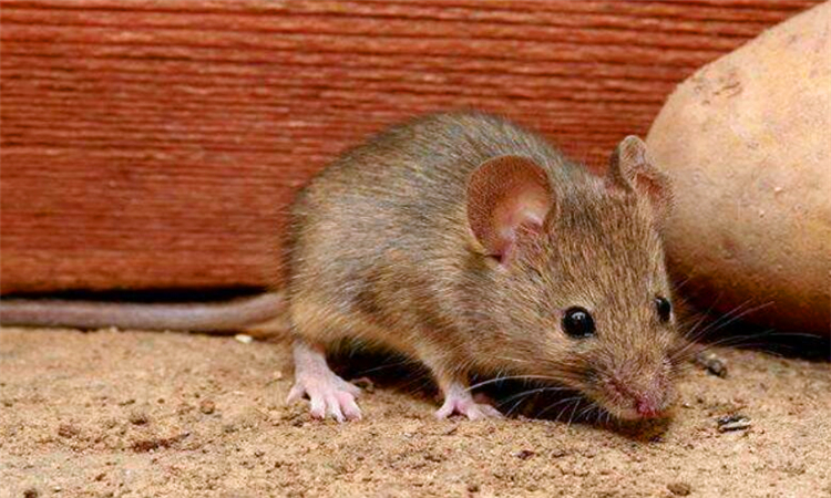 老鼠有毒吗