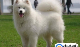 萨摩耶怀孕有什么症状，萨摩耶怀孕几个月生产