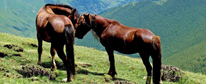 为什么马有一张大长脸