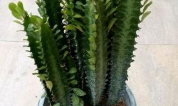 龙骨花的养殖方法