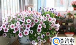 养花用什么肥料？