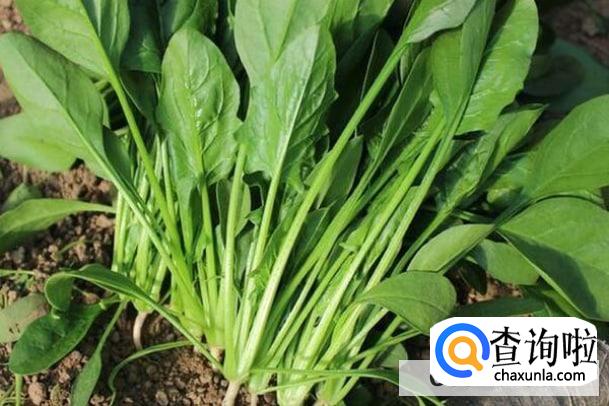 尿酸偏高哪些菜不能吃