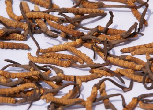 艹字头的字有哪些