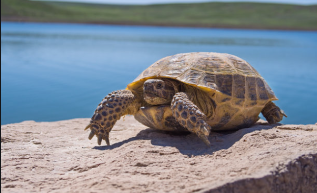乌龟冬天怎么养
