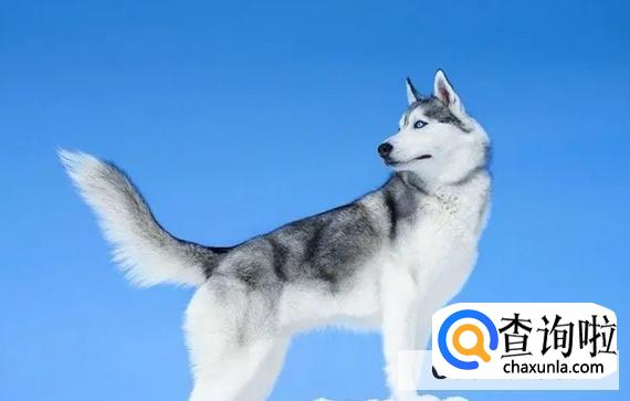 哈士奇为什么不能剃毛