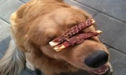 狗狗随便吃别人给的东西怎么办？如何训练狗狗拒食？