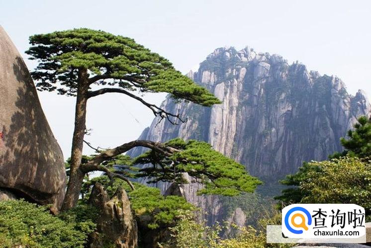 迎客松怎么养较旺盛