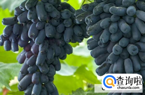 蓝宝石葡萄种植要注意什么