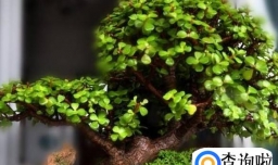 金枝玉叶的造型与修剪