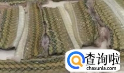 蛇的家常做法大全,蛇怎么做好吃？