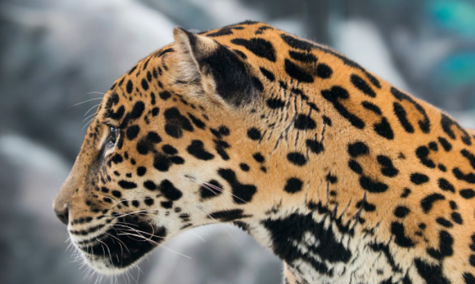 含有动物名称的成语