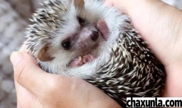 可以饲养刺猬吗