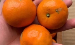 沃柑怎么可以看出用药泡过