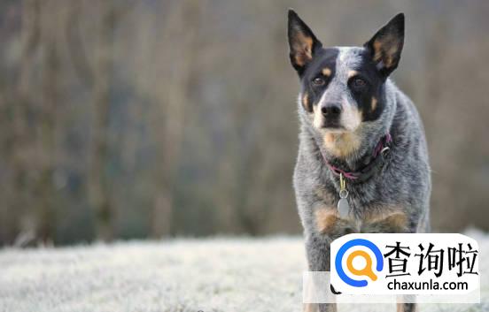 狗一天要溜几次