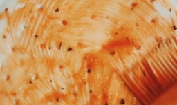 可口的披萨美味的披萨攻略