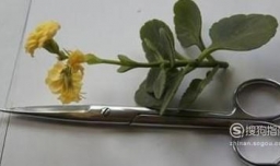 植物嫁接方法一（劈接）