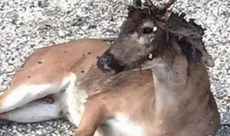 “僵尸鹿病”会传染给人类吗