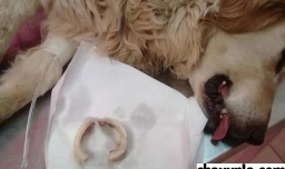 狗狗被骨头卡住了怎么办