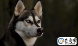 怎样识别买卖狗骗局