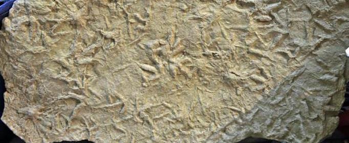 古生物的足迹为什么能成为一门学问