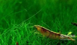 水族鱼缸除藻生物有哪些