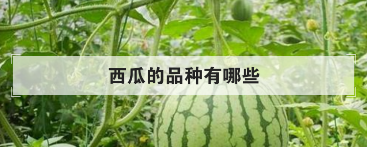西瓜的品种有哪些