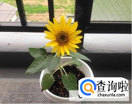 开花后怎么处理向日葵