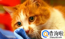 猫咪上火怎么办