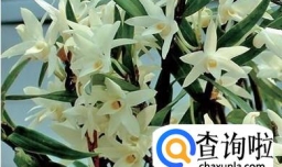 铁皮石斛花的采摘、晾晒和吃法