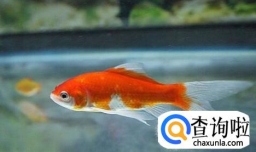 金鱼吃多了翻肚怎么办