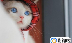 布偶猫为什么不能养呢？