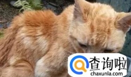 接触流浪猫时应该注意哪些问题？
